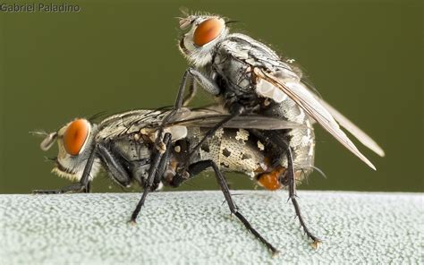 Moscas apareándose | Mating flies On agave leaf Location: Sa… | Flickr