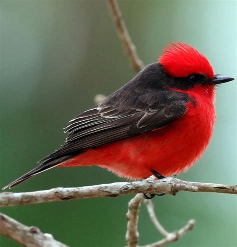 Mosquero cardenal  Pyrocephalus rubinus . Es un ave ...
