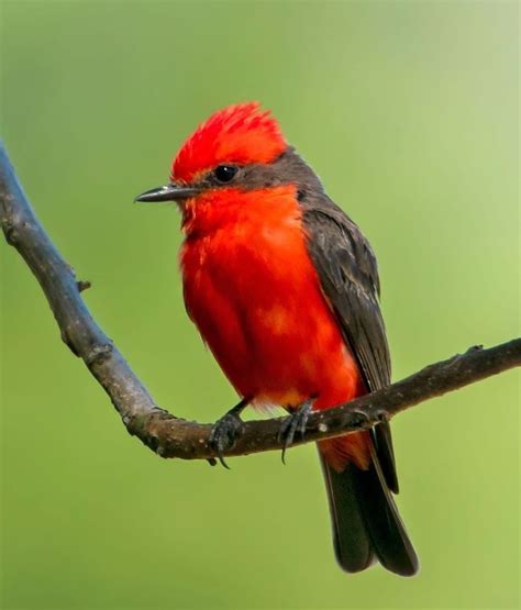 Mosquero cardenal  Pyrocephalus rubinus  | Pájaros cardenales, Mosquero ...
