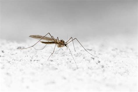 Mosquito Alert se amplía a Europa para rastrear la propagación de ...