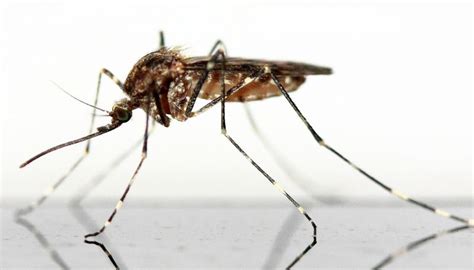 Mosquito | Características, hábitat, alimentación, clasificación | Insecto