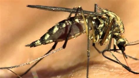 Mosquito: Características, significado, hábitat, alimentación y más