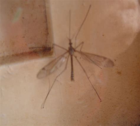 Mosquito con patas largas en la contraventana para identificar