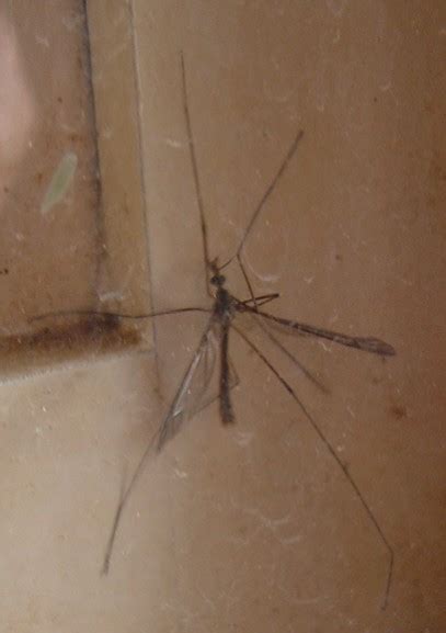 Mosquito con patas largas en la contraventana para identificar