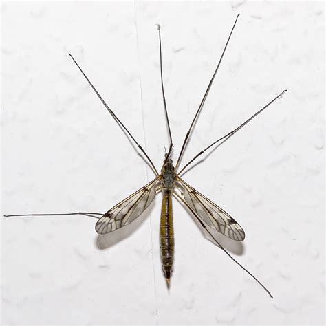 Mosquito gigante: Todo lo que debes saber sobre estas especies