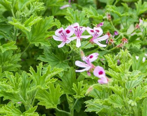 Mosquito Plant AKA Scented Geranium – Meadow View Growers