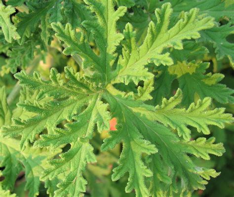 Mosquito Plant Geranium – How To Care For Citronella ...
