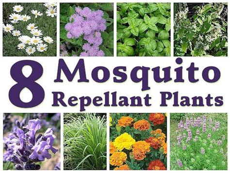 Mosquito Repellant Plants | Plants, Mosquito repelling ...