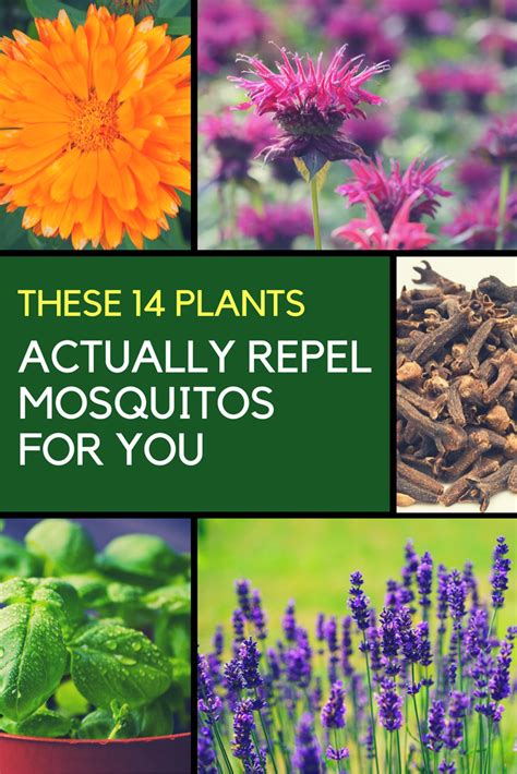 Mosquito Repellent Plants   14 Plants That Keep Them Away