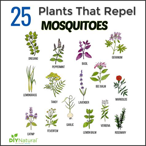 Mosquito Repellent Plants: 25 Plants That Repel Mosquitoes ...