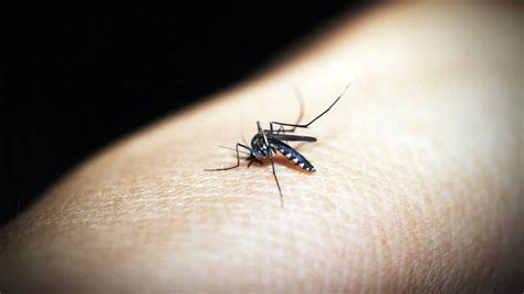 Mosquito tigre. Tipos, como detectar en casa, tratamiento ...