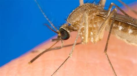 Mosquitos: 6 cosas que no sabías de estos insectos