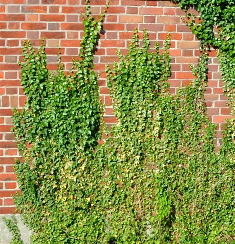 MOSQUITOS: Consejos para tener una hiedra decorando tus muros