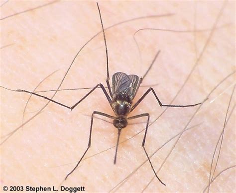 MOSQUITOS: fotos de mosquitos