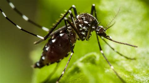 Mosquitos machos vs. hembras  Diferencias sorprendentes...