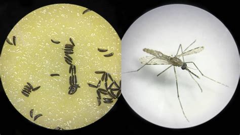 Mosquitos modificados genéticamente lograrían vencer la ...