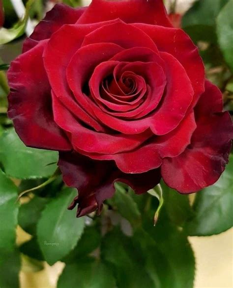 Most beautiful Red Rose  | Beautiful red roses, Beautiful flowers ...