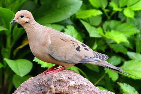 Most Common Backyard Birds