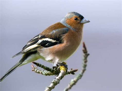 Most common garden birds   guide to garden birds in the UK ...