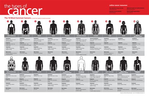 Most Common Types of Cancer [infographic]   Infographicspedia