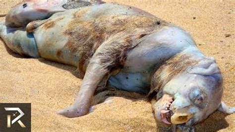 Most Mysterious Sea Creatures That Washed up Shores