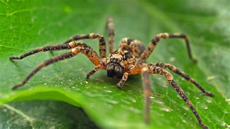 Most Poisonous Spiders in Florida   Drive Bye Pest ...