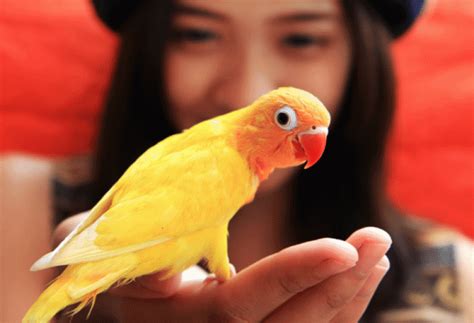 Most Popular Pet Birds | PetMD