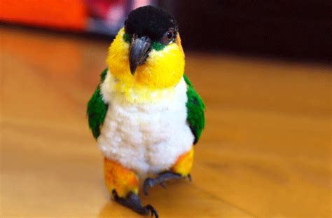 Most Popular Pet Birds | petMD