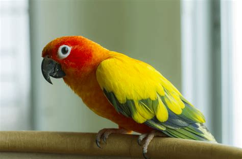 Most Popular Pet Birds | petMD