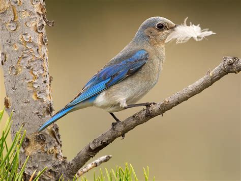Mountain Bluebird | Audubon Field Guide