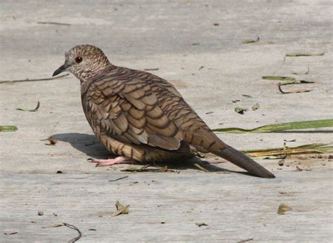 Mourning Dove » Bird Watcher s Digest