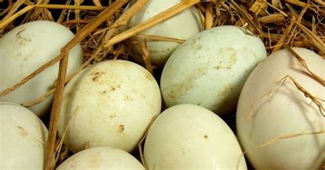 Move on from hen eggs: Different types of edible eggs that are ...