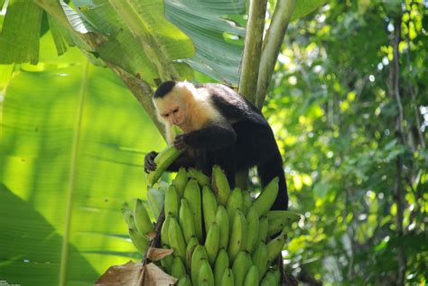 Ms Coy the crafty monkey banana thief is caught red handed ...