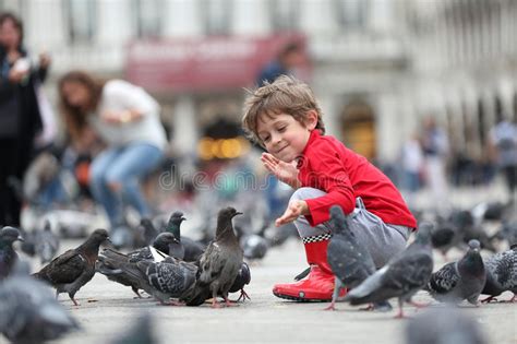 Muchas Palomas Y Una Muchacha Foto de archivo   Imagen de urbano ...