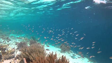 Muchos peces en el mar   YouTube