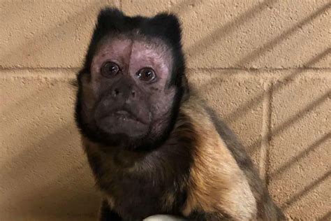 Muere mono capuchino que intentó proteger a su hijo de ladrones en un ...