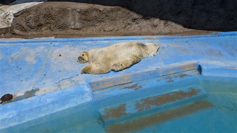 Muere último oso polar en cautiverio de Argentina | Amelia ...