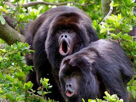 Mueren monos aulladores en reserva ecológica de Chiapas | Excélsior