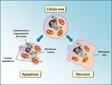 Muerte celular   CelulasGliales.com