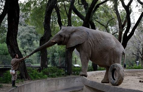 Muerte de jirafa y rino causa alarma en zoo de Buenos ...