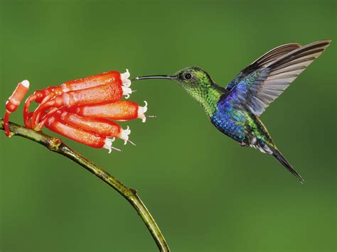Muestrario de las especies de colibríes en México  Infográfico   Más de ...