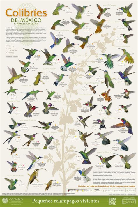 Muestrario de las especies de colibríes en México  Infográfico    Más ...