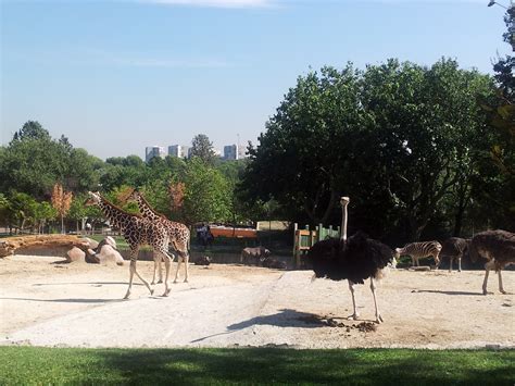 MUGUBLOG: Visita al Zoo de Madrid con motivo de la semana de la ...