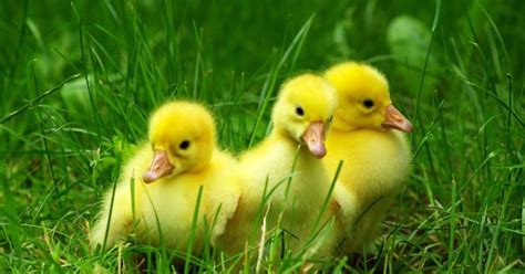 Mujer incuba huevos que compró en el supermercado; nacen tres patos ...