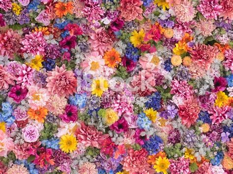 Multicolored Flower Wall Background Stock Photo & More ...