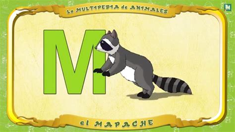 Multipedia de los animales   Letra M   el Mapache   YouTube
