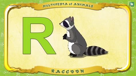 Multipedia of Animals   Letter R   Raccoon   YouTube