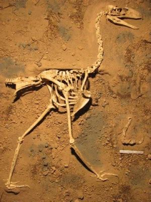 Mundo Asombroso Digital: Hallan fósiles de aves carnívoras de 3,5 ...