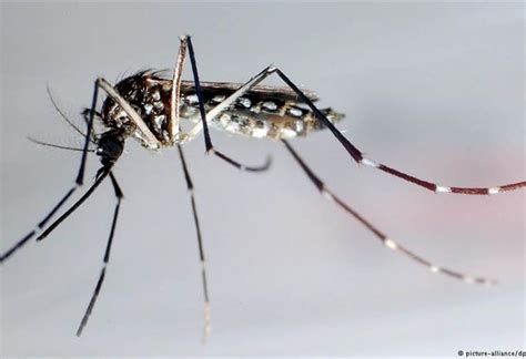Murciélagos y pájaros ingieren microplástico a través de mosquitos ...