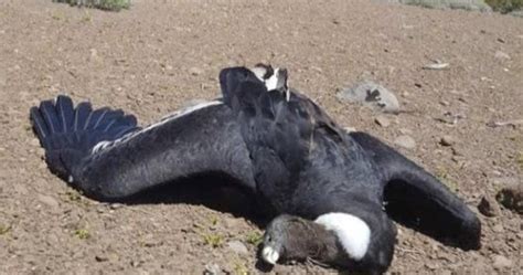 Murieron envenenados al menos 23 cóndores andinos en la Patagonia ...